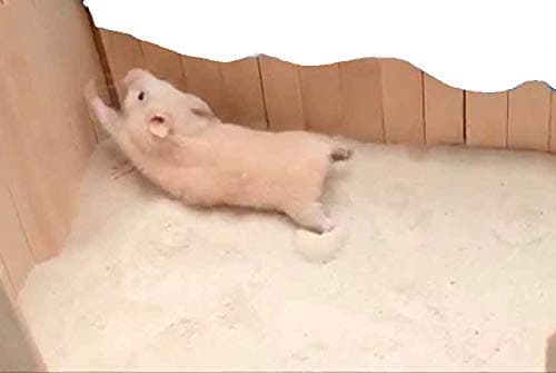 Sage Square Playfull Sand Bath for Hamster, Gerbill (500 Grm)