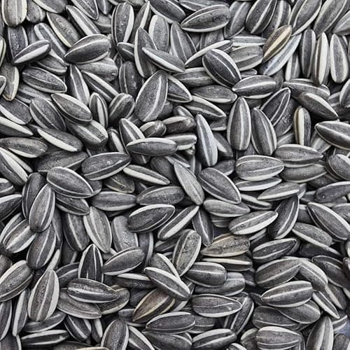 Sage Square Sunflower Seeds Birds Food for Grey Parrot | Premium All Life Stages Bird Food for Indian Parrots, Macaw, Cockatoo, Exotic Birds Ingredients, Nutrient-Rich | 350g