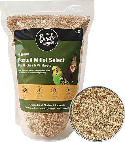 The Birds Company Foxtail Millet (Kangni), Bird Food for All Life Stages Canary, Finches, Waxbills, Budgies, Lovebirds, Cockatiels, Parrots & Parakeets, 450 g