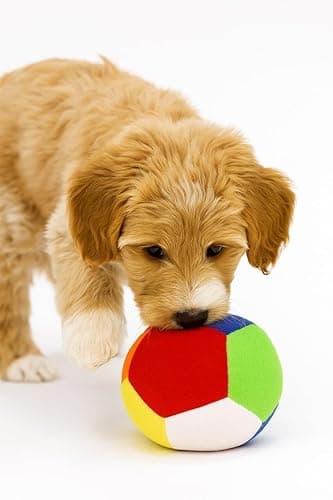 Premium Dog Toy | Both Crackle and Squeaky Sound Ball | Soft & Plush Toys for Dogs & Puppies | All Breed Sizes | Multi Color (Multi Teether Ball Large)