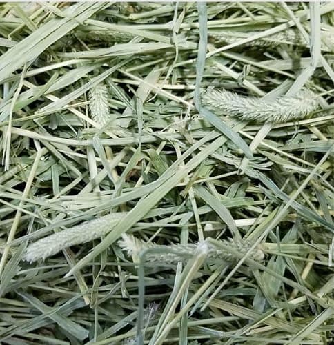Timothy HAY (0.5 KG) / (500 GRAM) for Rabbits, Guinea Pigs, Rats, Hamsters and Other Small Animals / (HIGH Fiber HAY) / (First Cut HAY)