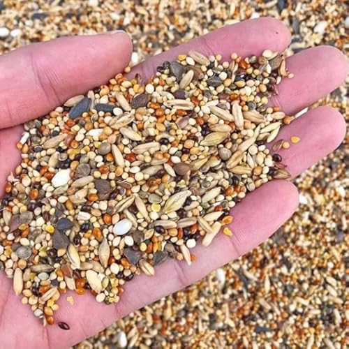 Buy Canoodleยฎ Premium Bird Food 20 Mix Seeds for Budgies, Finches & Small Birds | 100% Natural Selected Grains | High Protein, Vitamin-Rich & Digestive Friendly Bird Feed (Budgies 450 GMS)